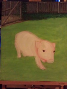 Fence and Chicken Coop Finished