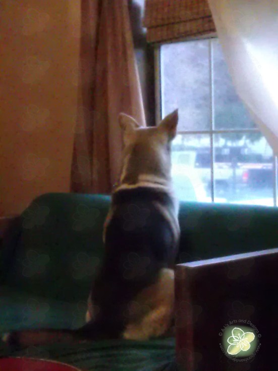 All rights reserved - A.J.'s Arts and Designs