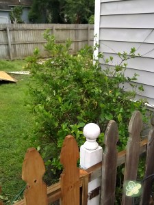 I also moved the gardenia bush in the rain (that was a pin those roots were HUGE!) 