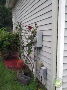Moved the rose bush (in the rain)