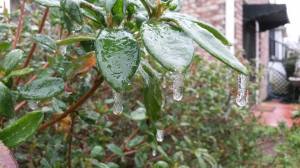 More ice on plants
