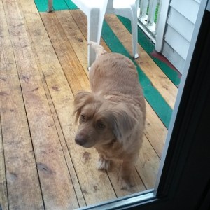 My poor confused doggie