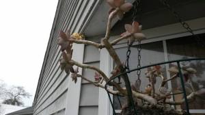 May poor hanging plant I forgot about. Hope it lives.